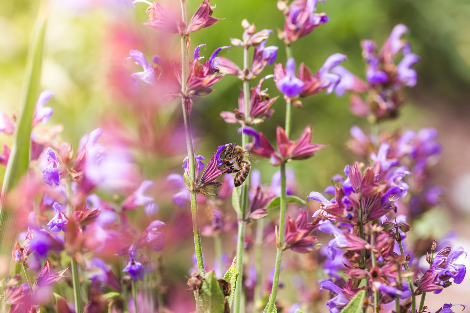 Blumen mit Biene