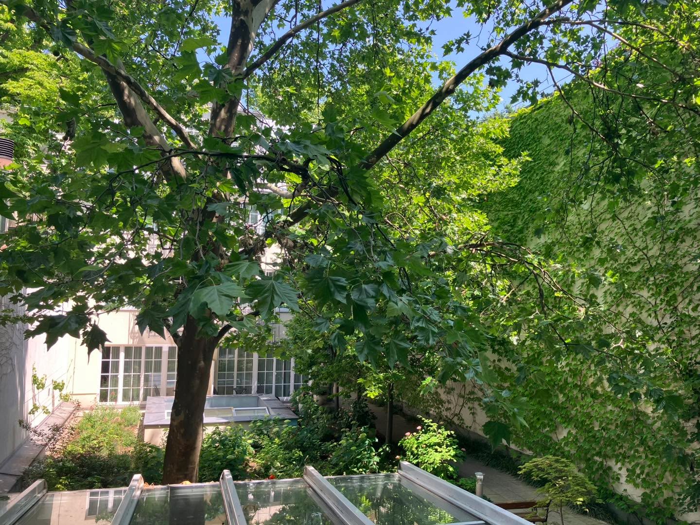 Summertime in the Heart of Vienna